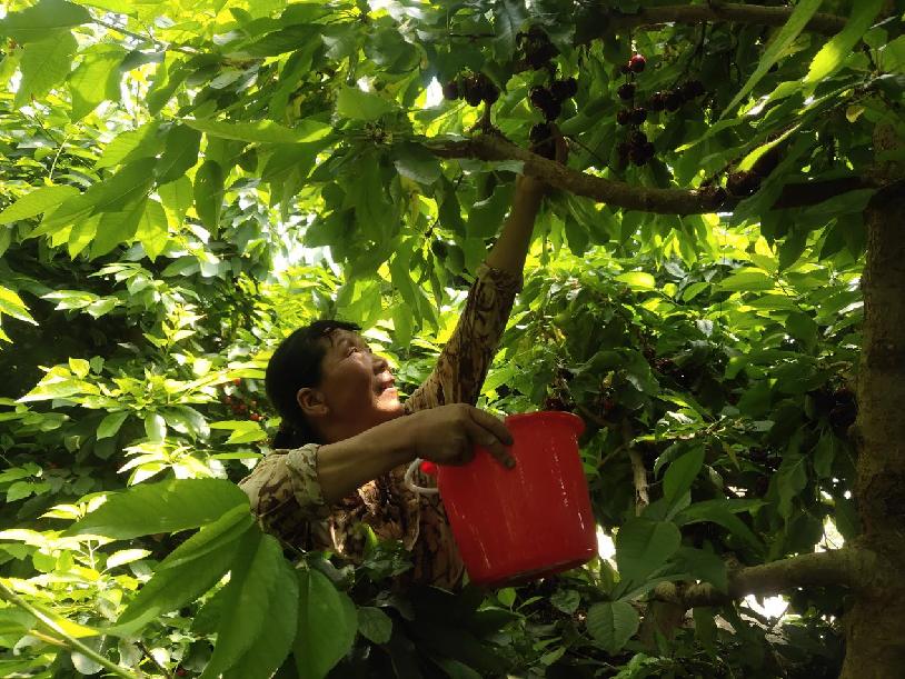 图为：九师一六七团种植户正在欢喜的采摘顾客订购的樱桃。