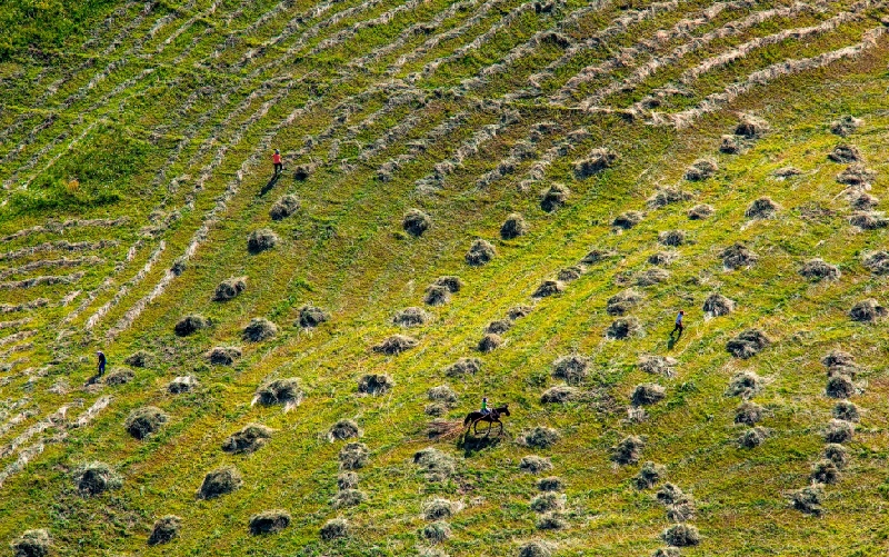 【秋收忙·豐收美】新疆那拉提空中草原進入打草季